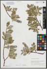 Foto von Salix arctica Pall.